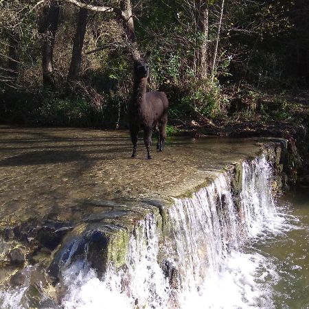 Chambre Cévennes: Piscine, lamas, rivière Cros  Esterno foto
