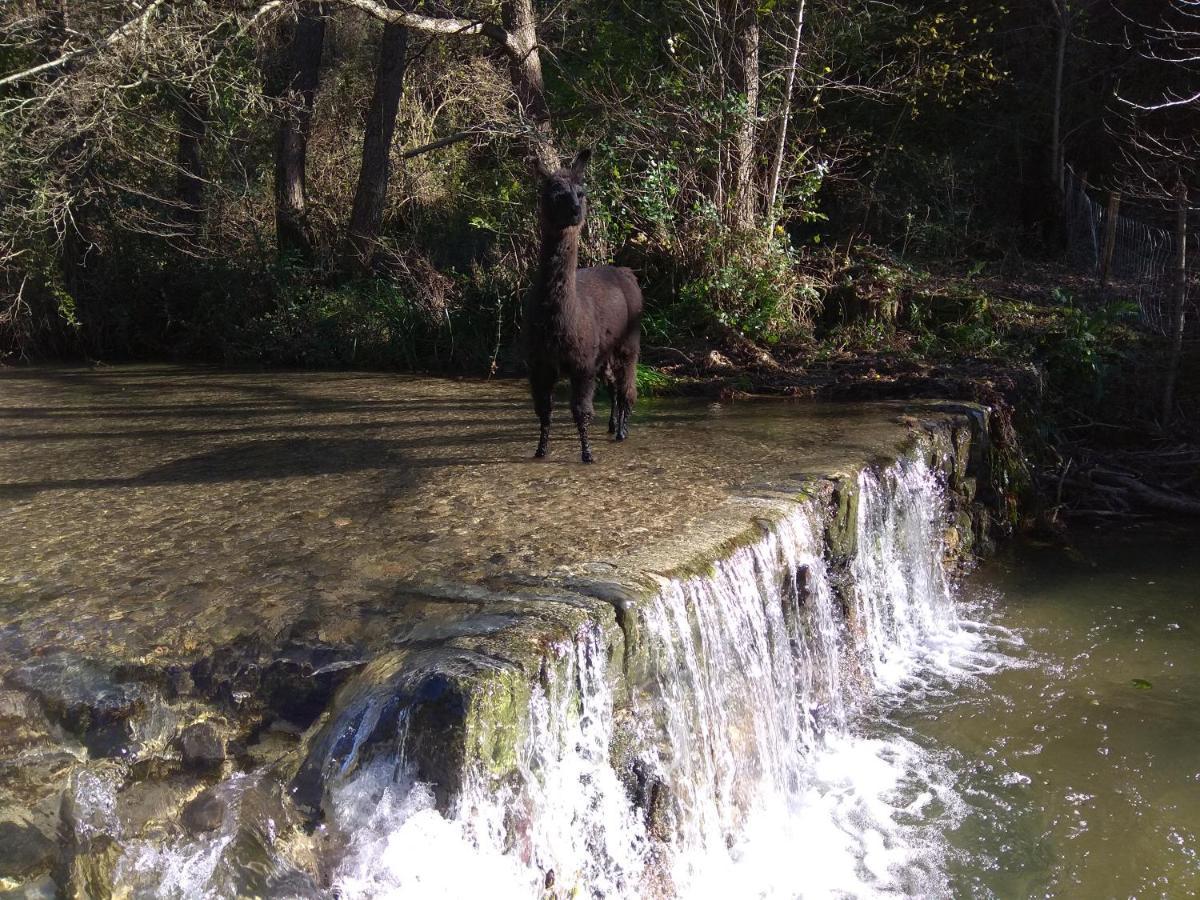 Chambre Cévennes: Piscine, lamas, rivière Cros  Esterno foto