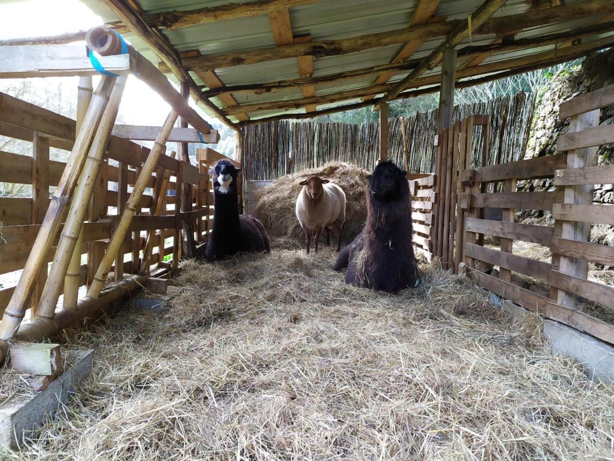 Chambre Cévennes: Piscine, lamas, rivière Cros  Esterno foto