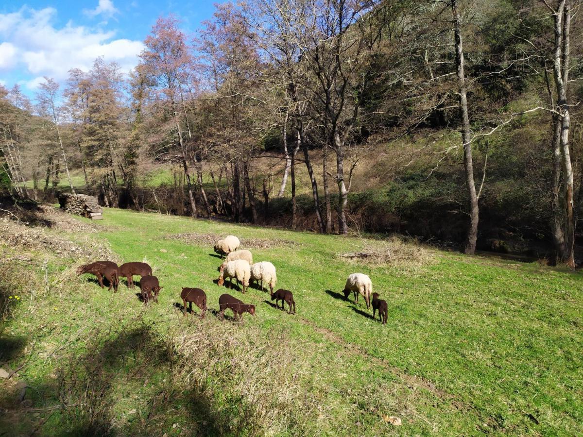 Chambre Cévennes: Piscine, lamas, rivière Cros  Esterno foto