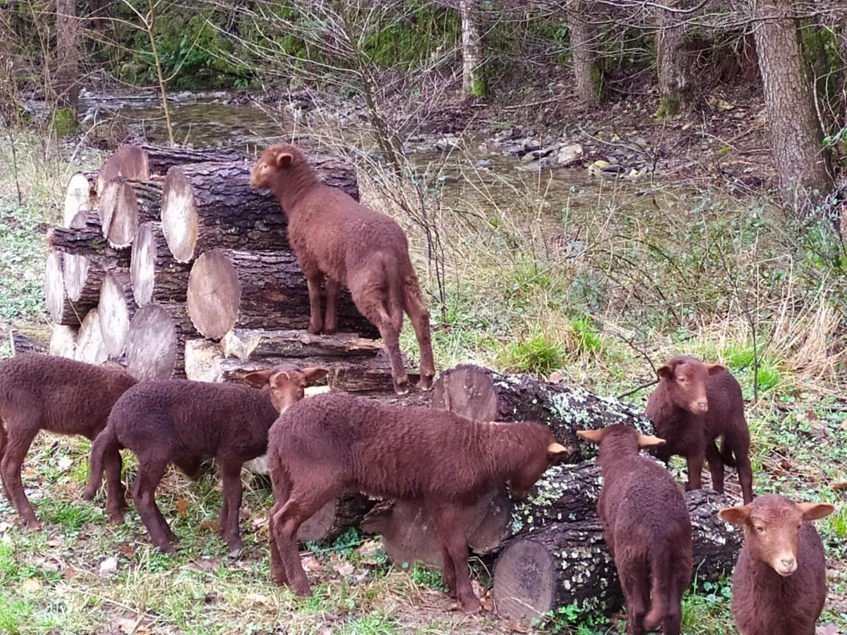 Chambre Cévennes: Piscine, lamas, rivière Cros  Esterno foto